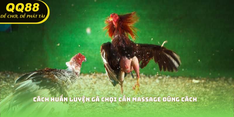 Cách huấn luyện gà chọi cần Massage đúng cách