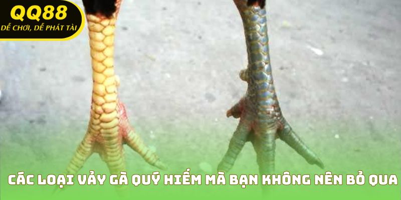 Các loại vảy gà quý hiếm mà bạn không nên bỏ qua