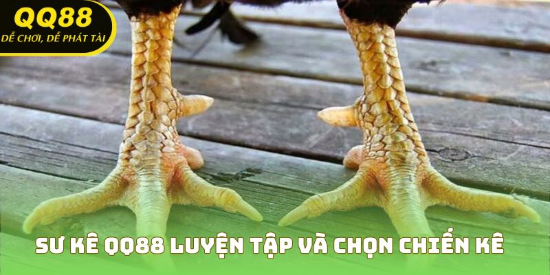Sư kê QQ88 luyện tập và chọn chiến kê